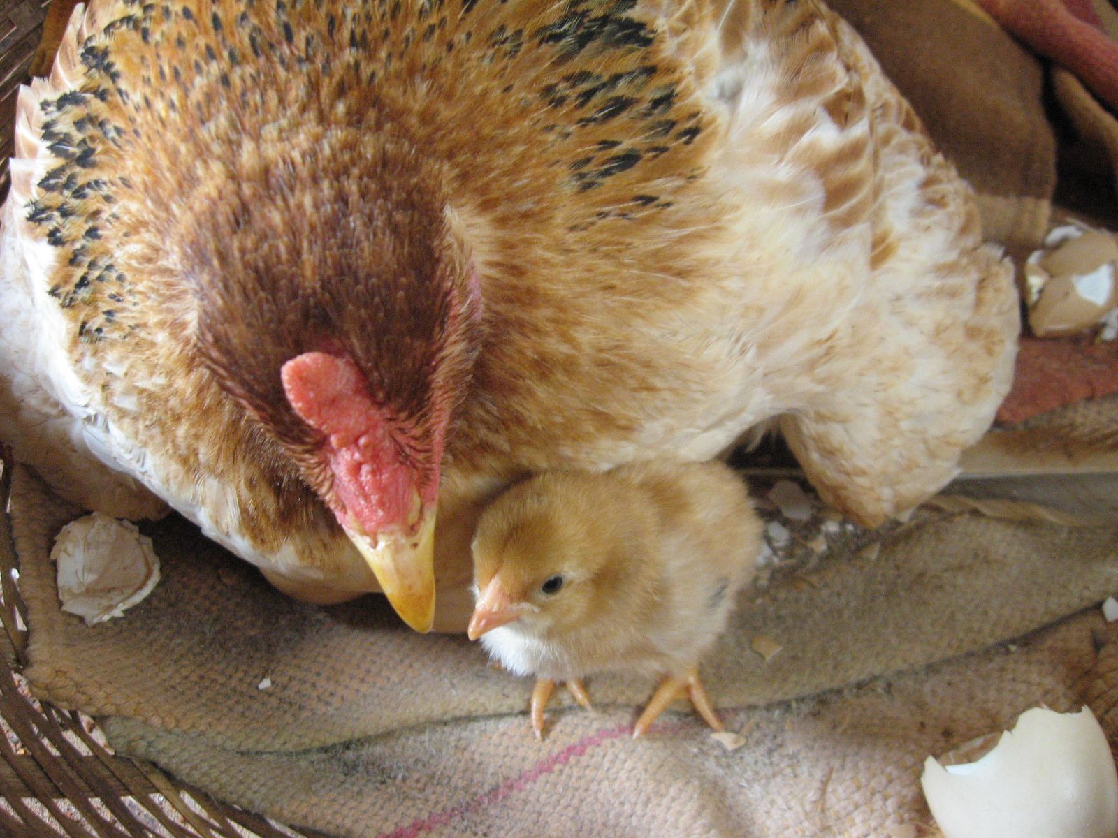 Growing Chicken in the Backyard 6 Steps (with Pictures) Instructables