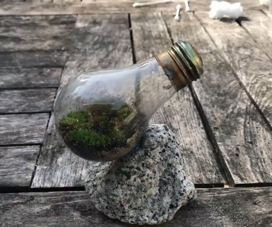 Make a Lightbulb Terrarium