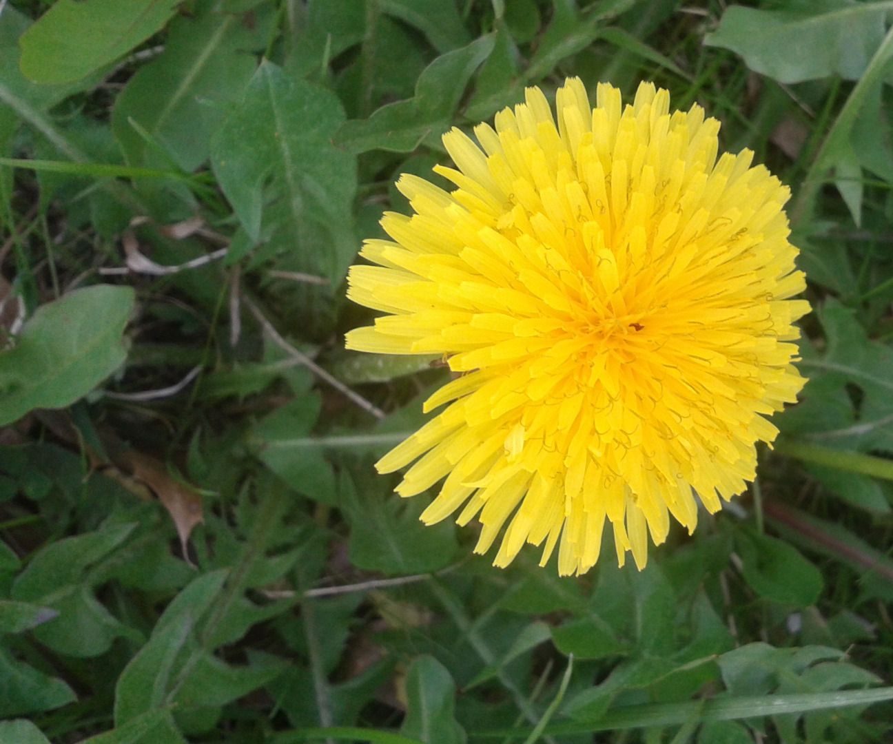 Deep Fried Dandelion Flowers