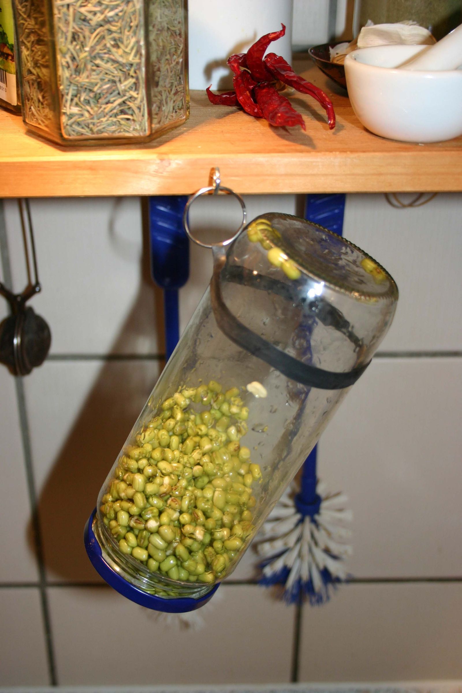 Hanging Sprout Jars (improved With Bicycle Tubes)