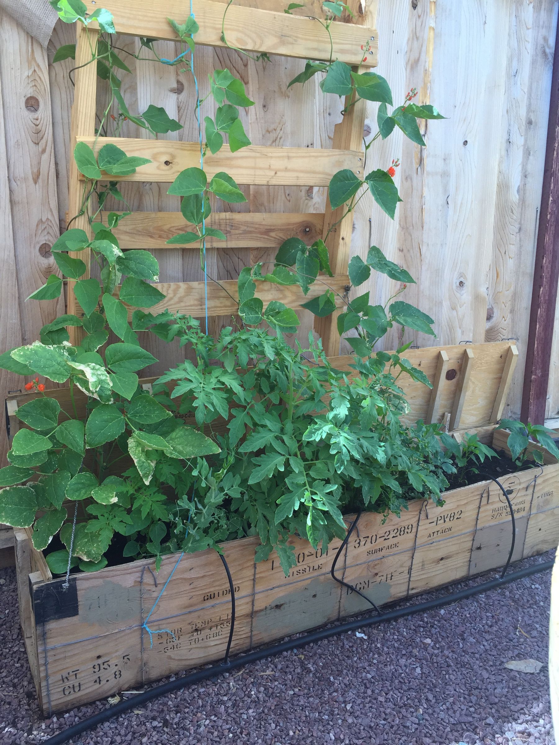 Ammo Boxes Turned Vegetable Garden