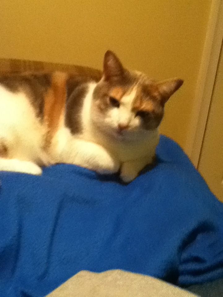 How to Get a Cat to Sit With You