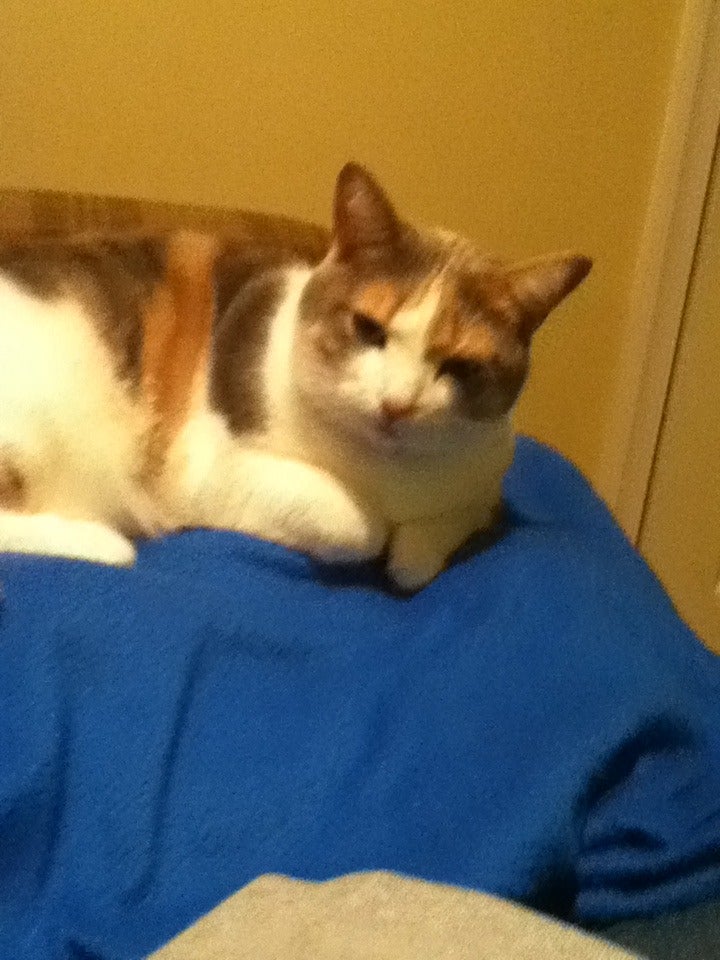 How to Get a Cat to Sit With You 3 Steps Instructables