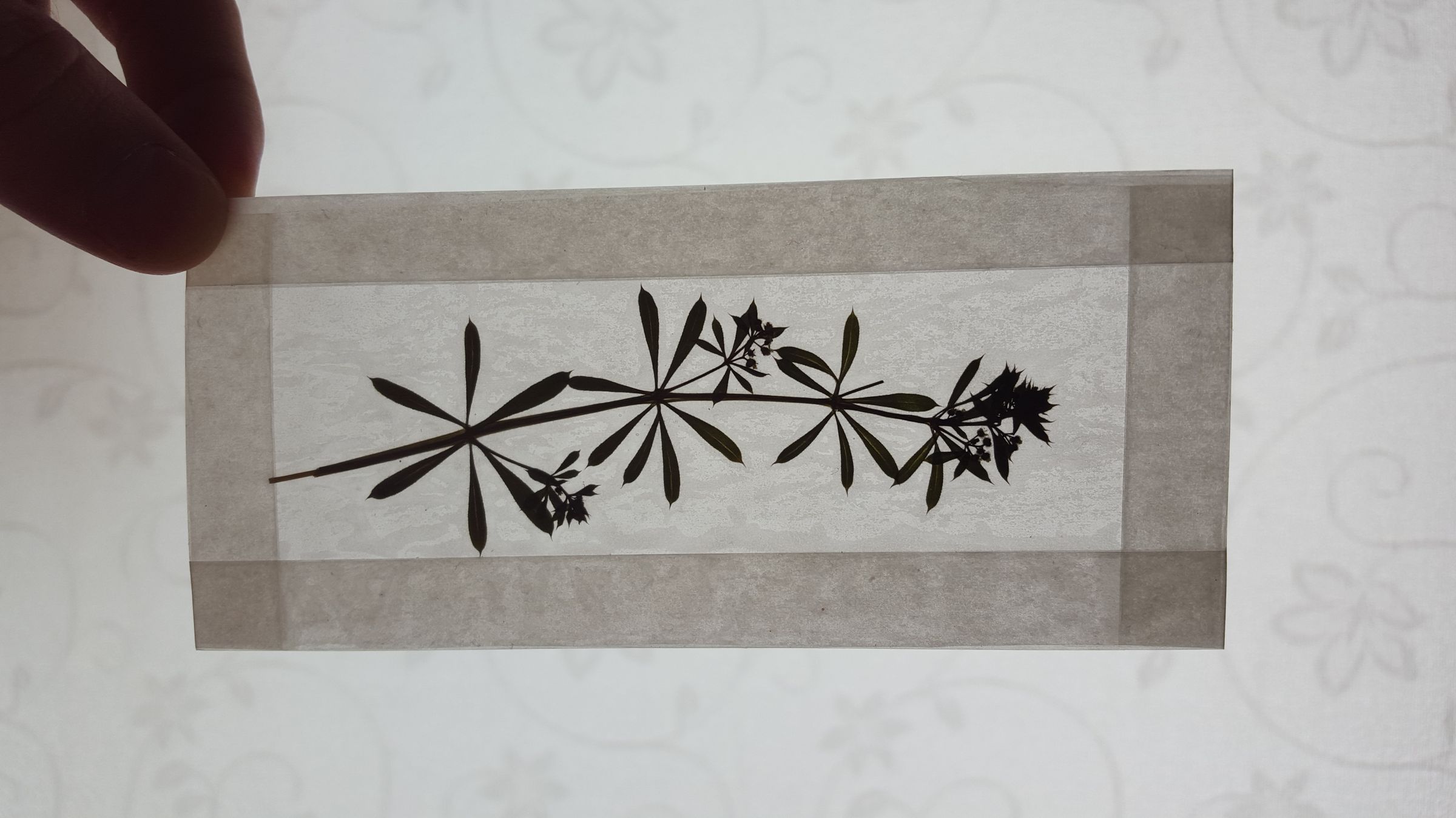 Wax Paper Pressed Foliage Bookmarks 5 Steps (with Pictures