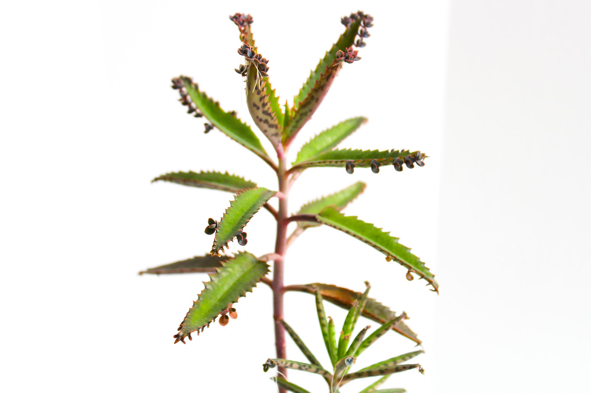 How to Care for Mother of Thousands (or Millions) : 6 Steps (with Pictures)  - Instructables