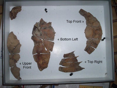 Turtley Awesome Dig-Site Discovery