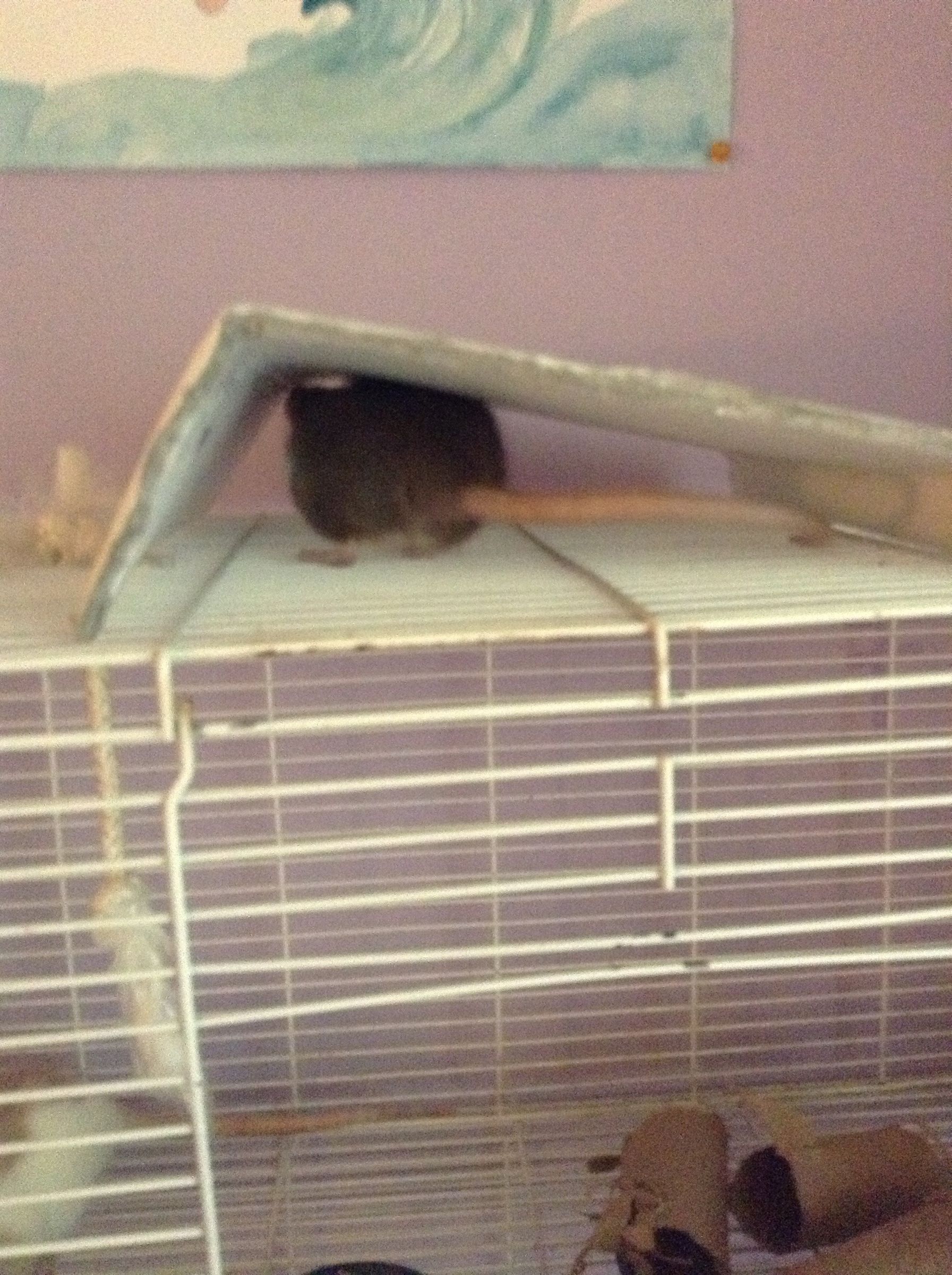 How to Make a Cheap Pet Rat Hideout 5 Steps Instructables