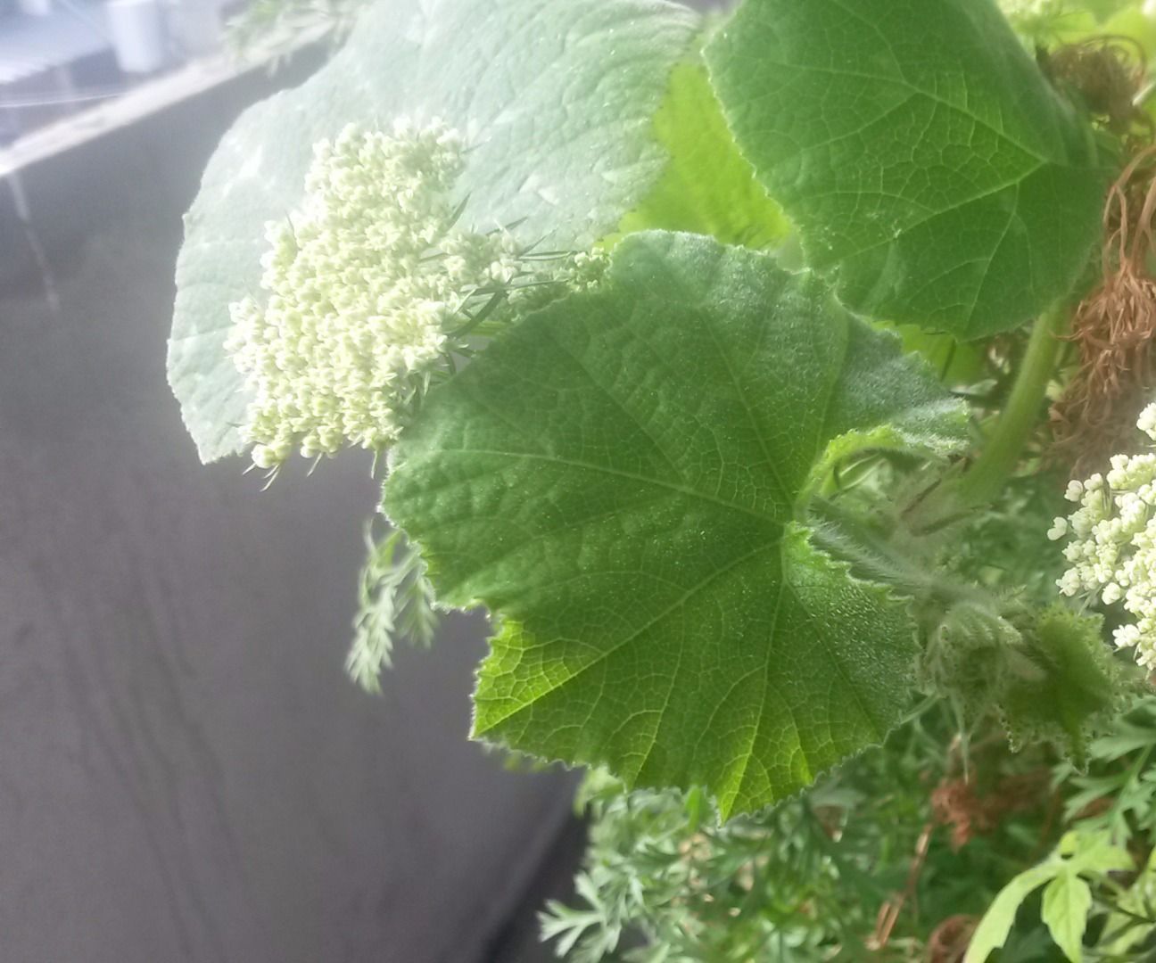 Verticanteiro de cenoura