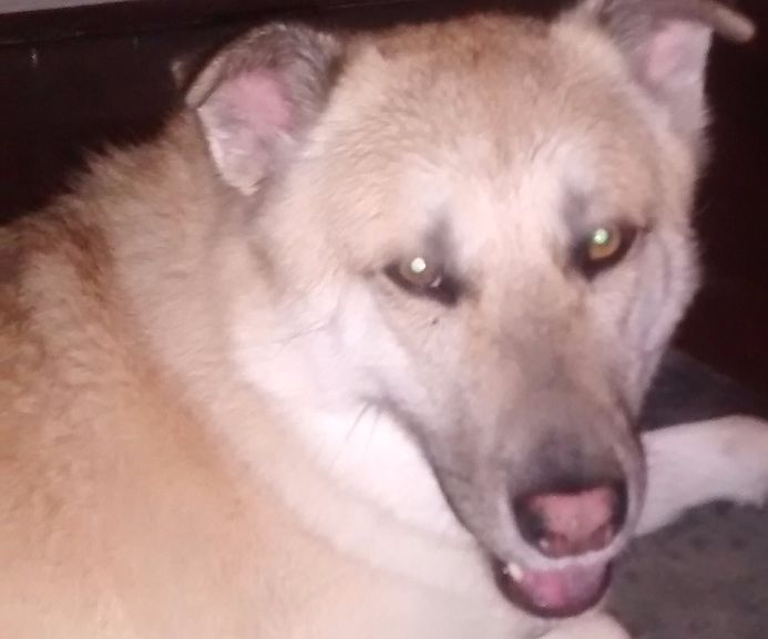  Arduino Wood Stove Insert Blower Controller