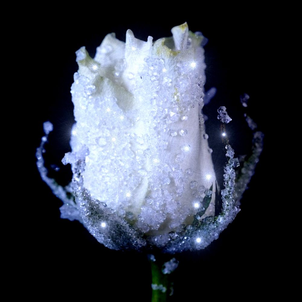 Crystalised Roses Flower Crystallization : 8 Steps (with Pictures) - Instructables