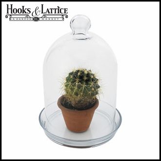 Jar Terrarium, Its Origin and Its Importance to You