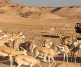 How to Organize a Nature & Wildlife Drive in Abu Dhabi
