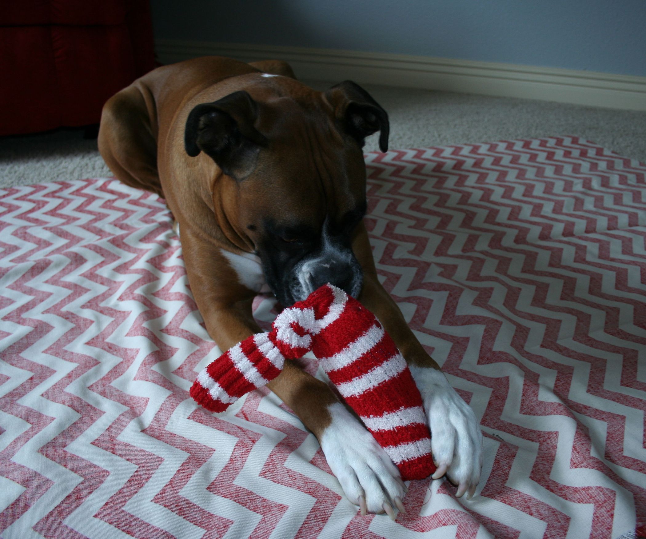 Cheap Dog Toy 3 Steps (with Pictures) Instructables
