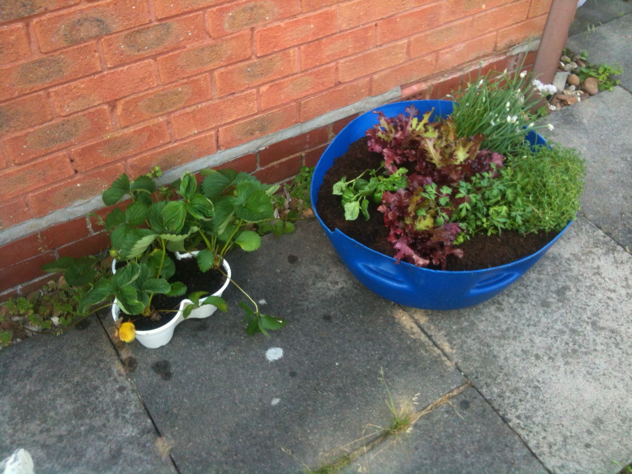 Potted Plant
