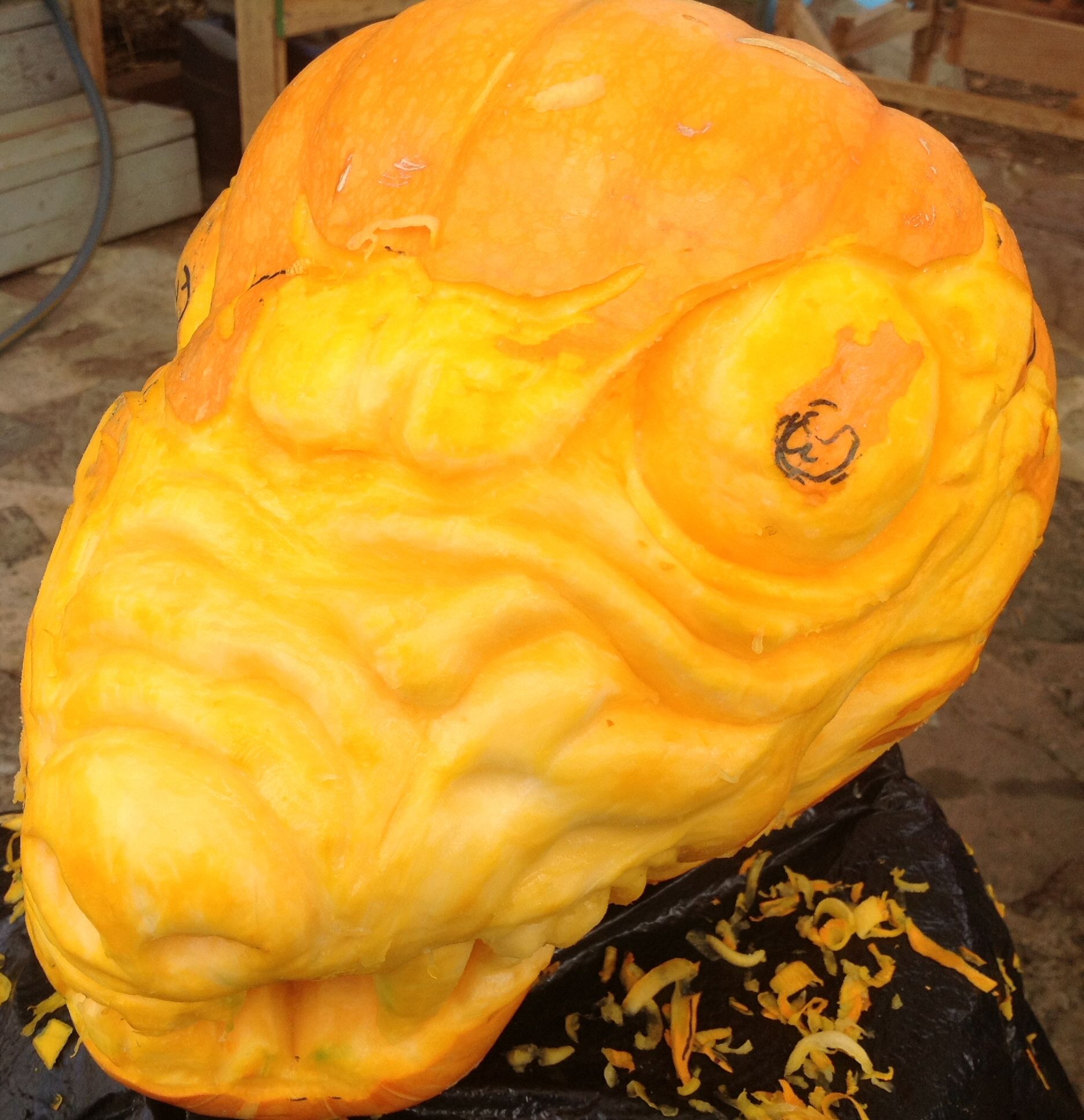 Carnivorous Pumpkin Carving With Pictures Instructables