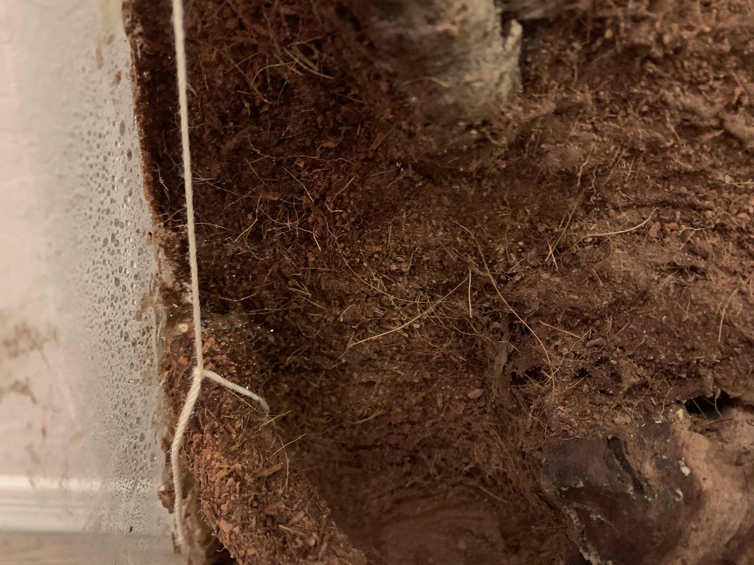 Jungle Vines for Reptile Vivarium 4 Steps (with Pictures) Instructables