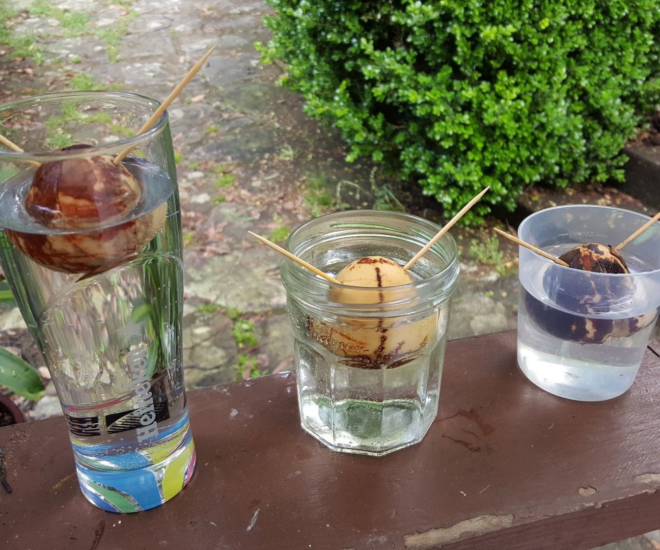 Sprout an Avocado From Seed