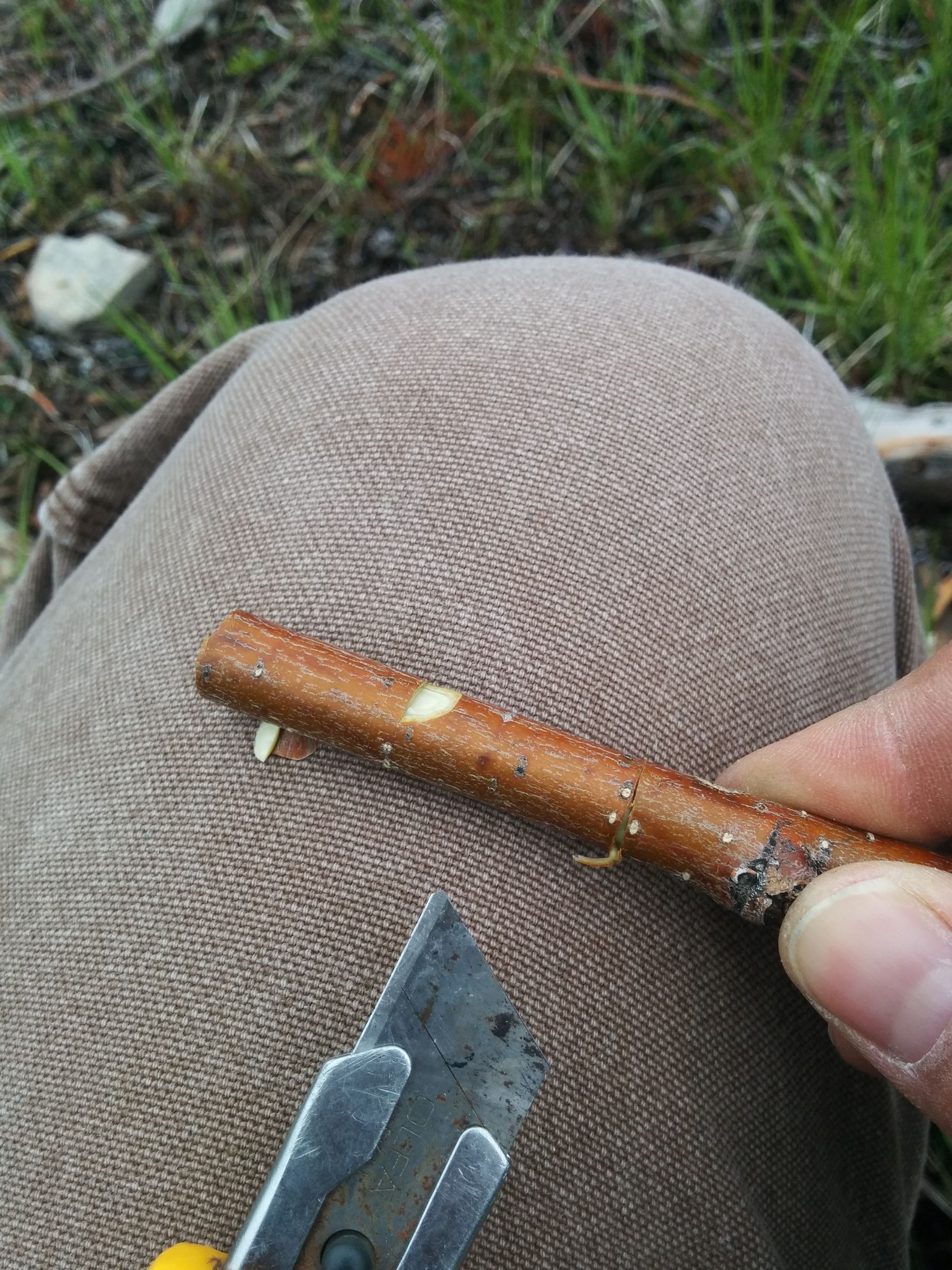 Stick Bark Whistle 10 Steps (with Pictures) Instructables