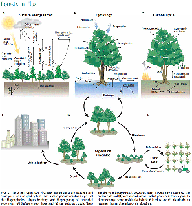 Tree Health - Links