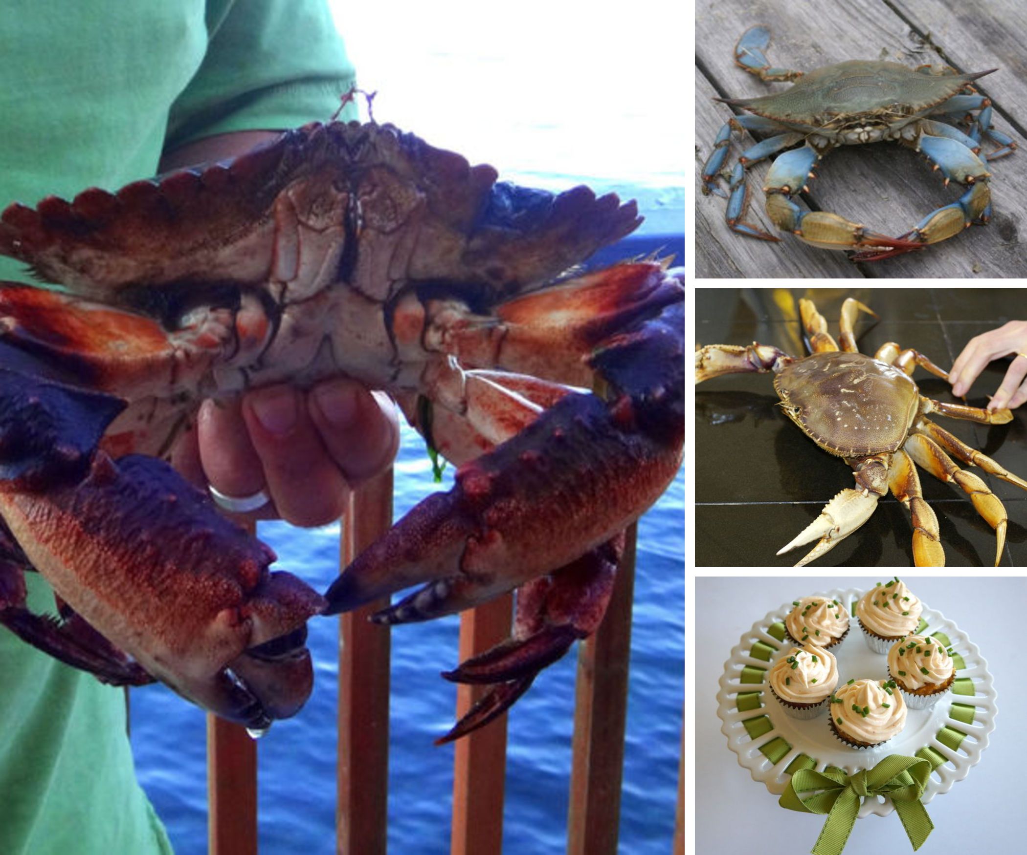 Catching and Cooking Crab