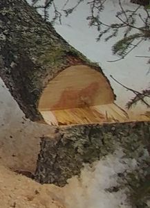 How to Fell a Tree : 6 Steps - Instructables