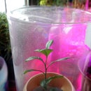 My Low Maintenance Garden Humidor