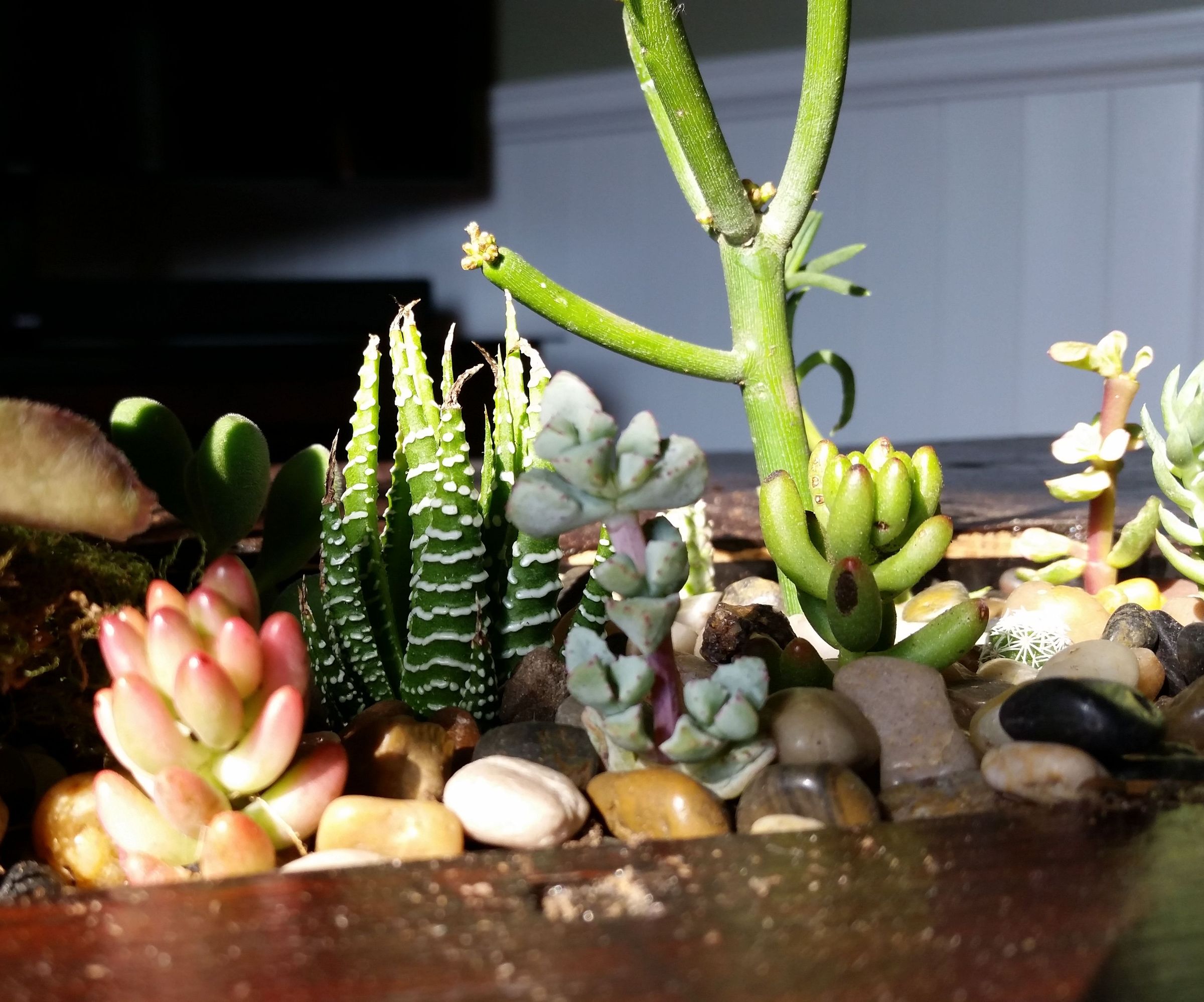 Shelf to Succulent Coffee Table Conversion.