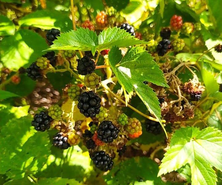 Quick Blackberry Vinegar Only Five Steps 6 Steps (with Pictures