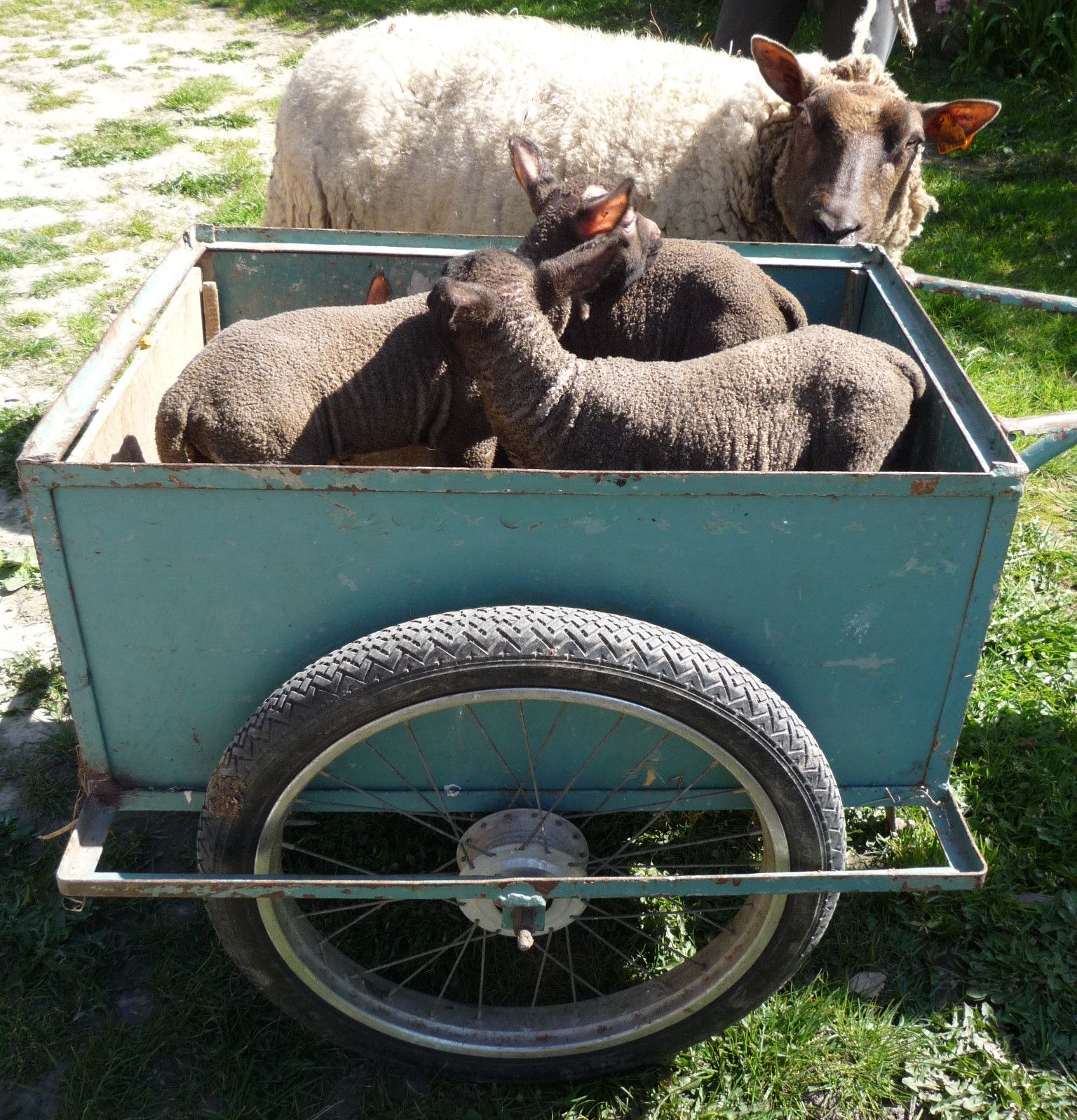 Perlambulator or a Novel Way to Move Small Livestock From One Field to Another!