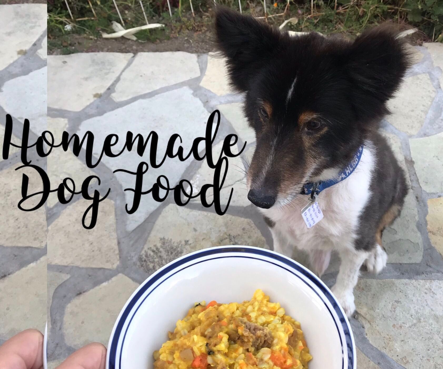 How Much Should I Budget For Dog Food