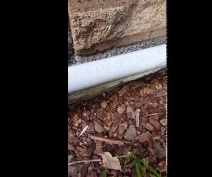 Pest Control Services