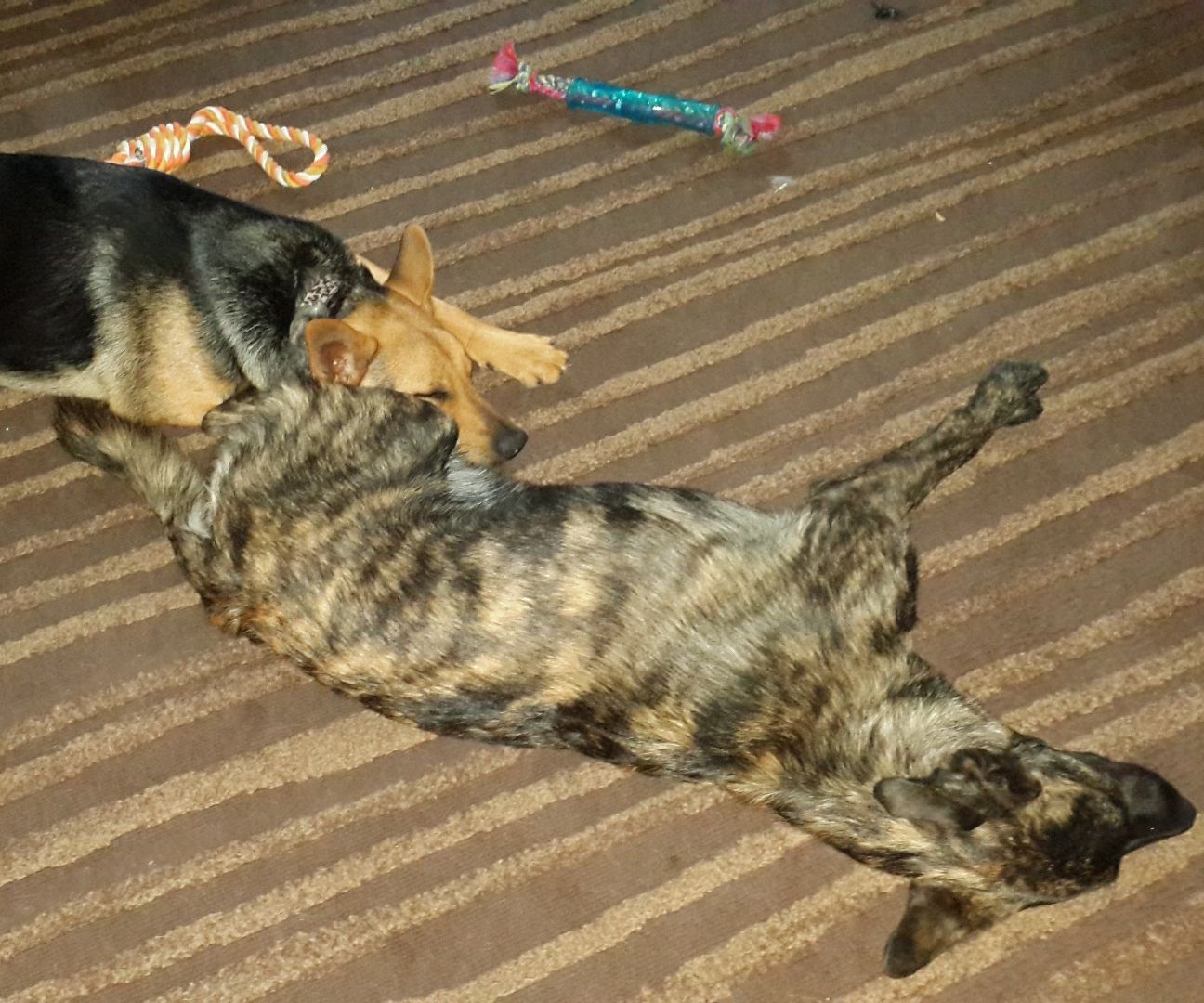 Doggy Door (Simple But Effective)