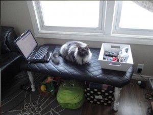How to Make a Tredy Bench from a Thrift store Table