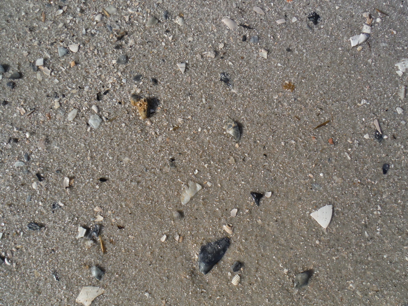 How to Find Shark Teeth : 10 Steps (with Pictures) - Instructables