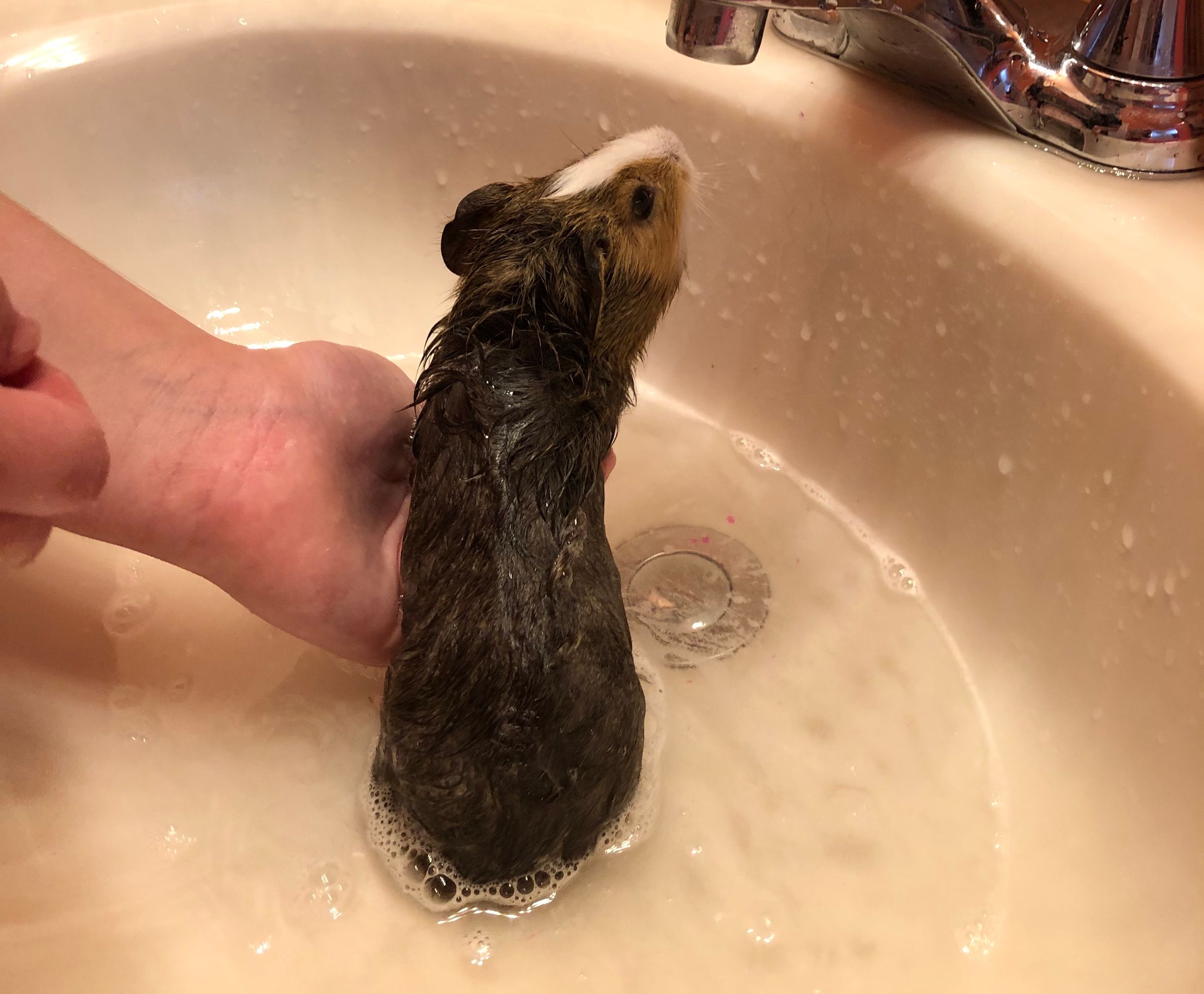 How to Bathe a Guinea Pig 4 Steps Instructables