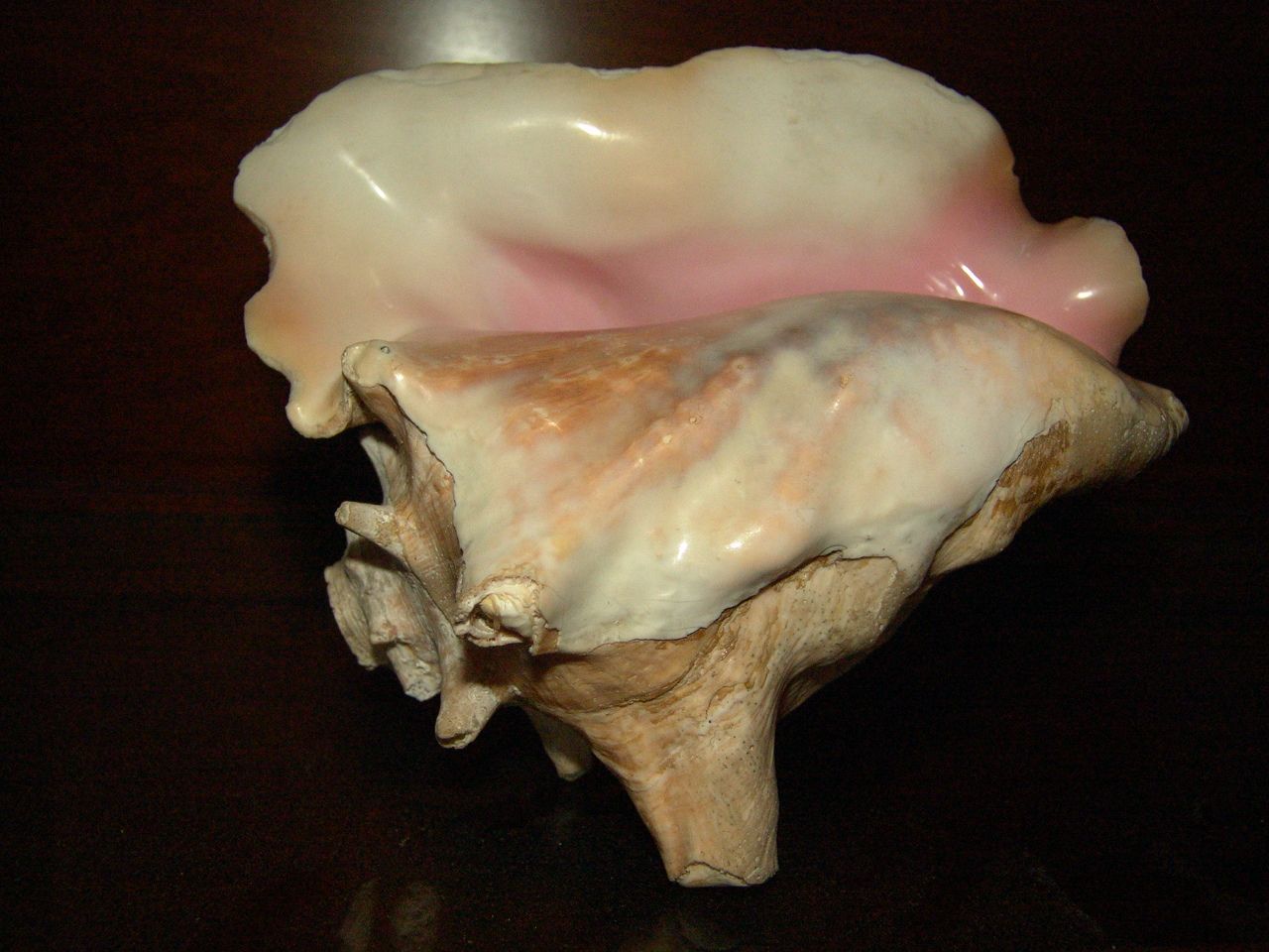 Conch Shell Horn : 3 Steps - Instructables
