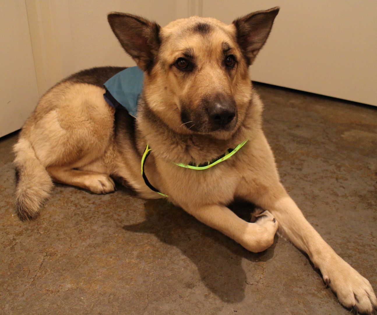 EL Wire Light-Up Dog Harness