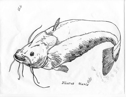 Raise a 743-Pound Catfish