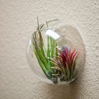 The Wall Hanging Terrarium Containers Best Choice for Wall Decoration