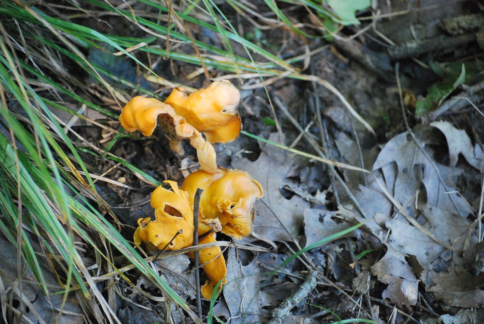 Chanterelles the Most Delicious Edible Mushroom 6 Steps (with Pictures) Instructables