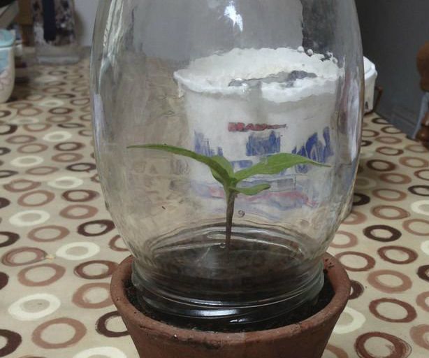 Low Watering Houseplant