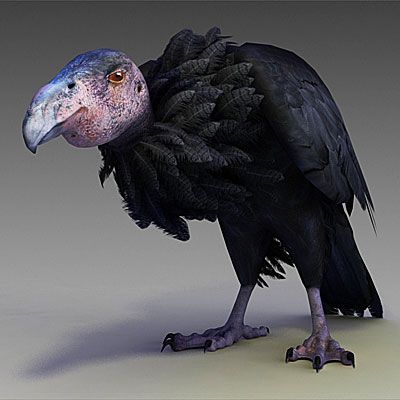 California Condor Complete Meal in a Pie