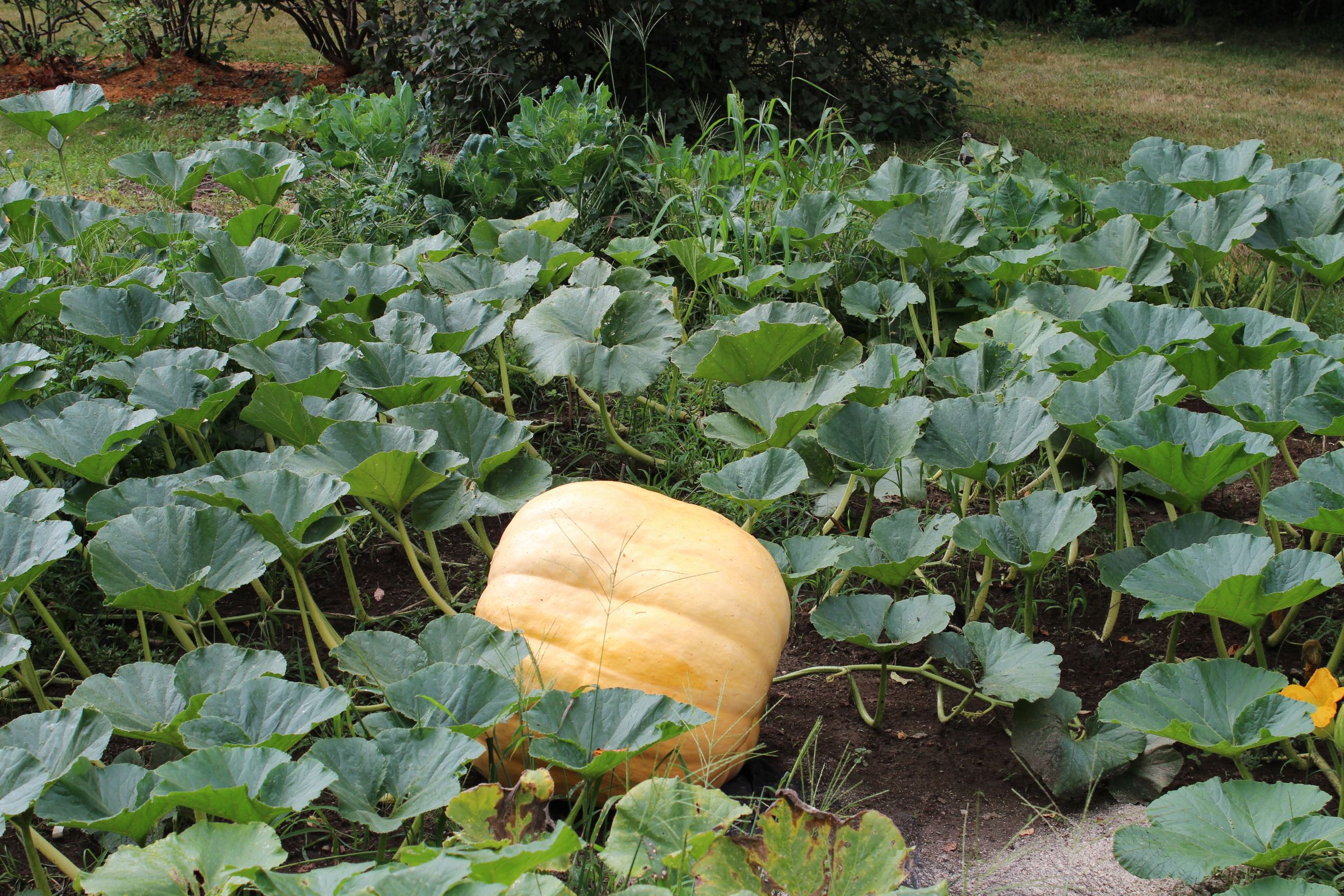 Giant Pumpkins Make Giant Jack O Lanterns 9 Steps (with Pictures