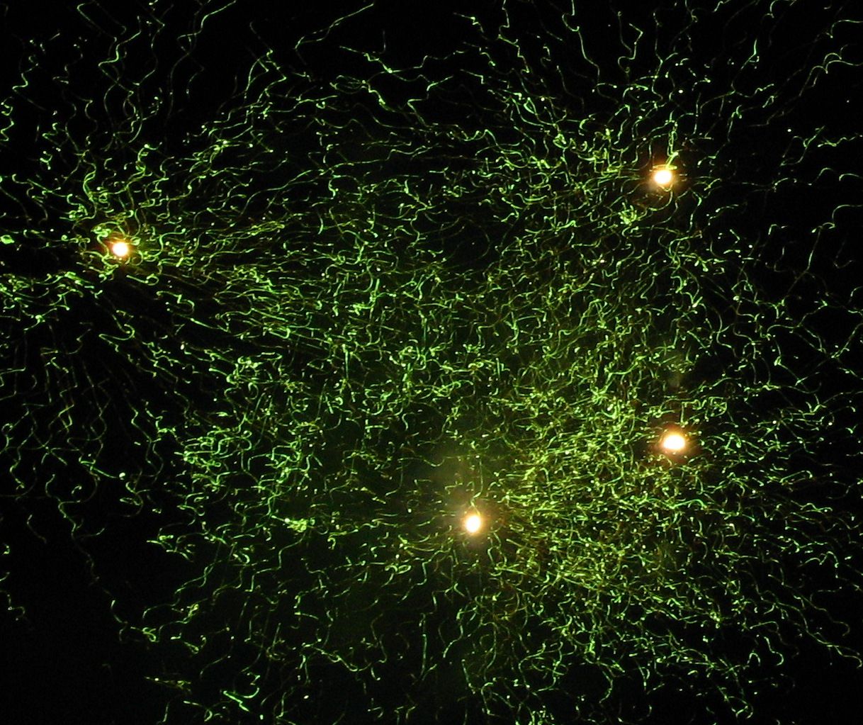 Super  Firework picture