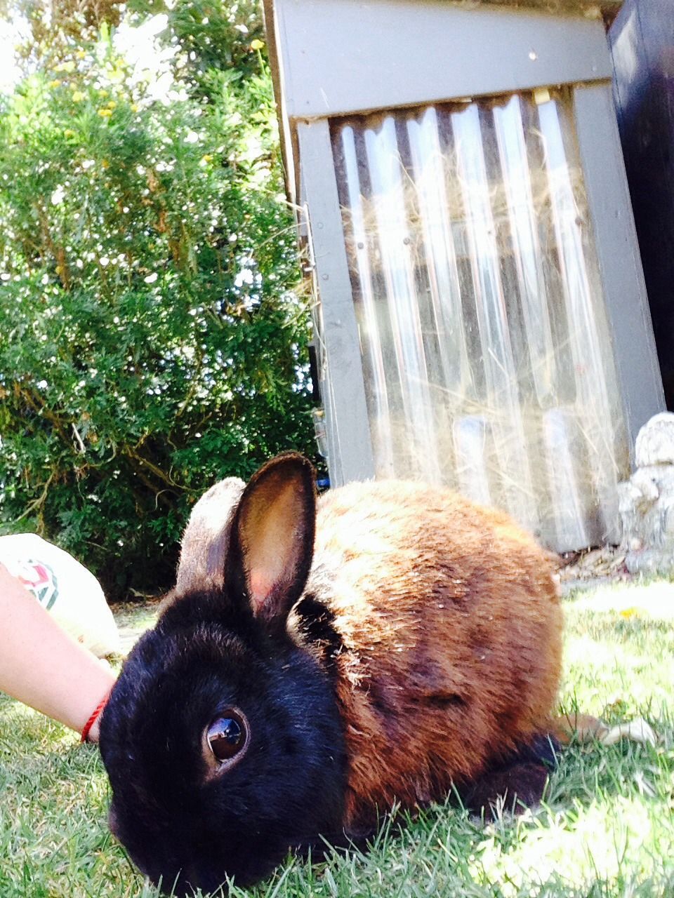 How To Brush A Rabbit!