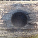 All natural burn out bowl