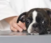 What You Need to Know When Looking Out for Pet Insurance