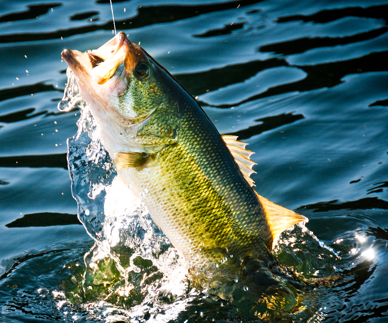 How to Setup and Use a Spinning Rod and Reel