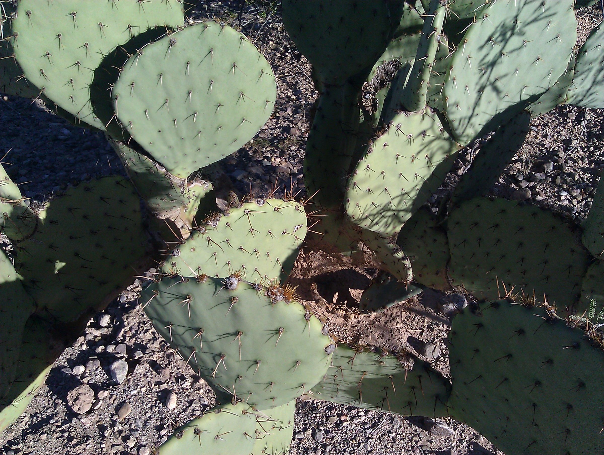 Plant a Prickly Pear Cactus : 4 Steps - Instructables