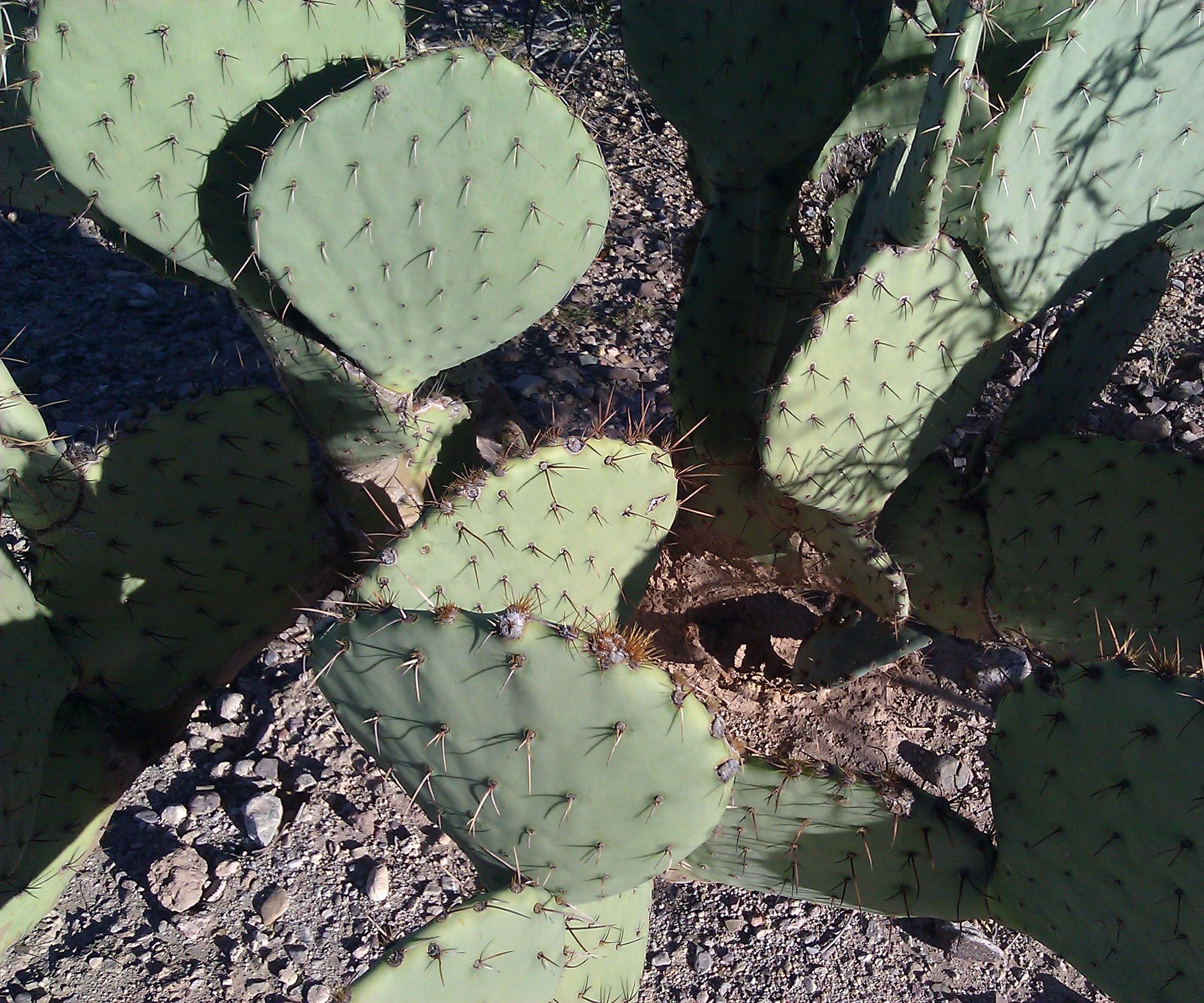 Plant a Prickly Pear Cactus